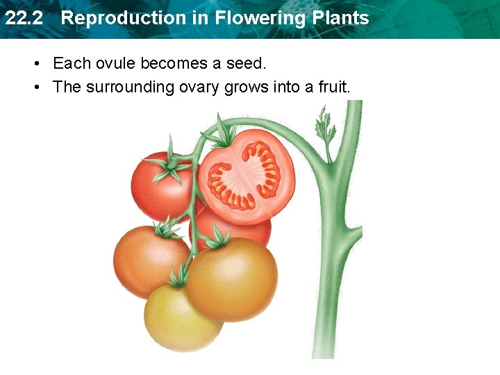 22. 2 Reproduction in Flowering Plants • Each ovule becomes a seed. • The