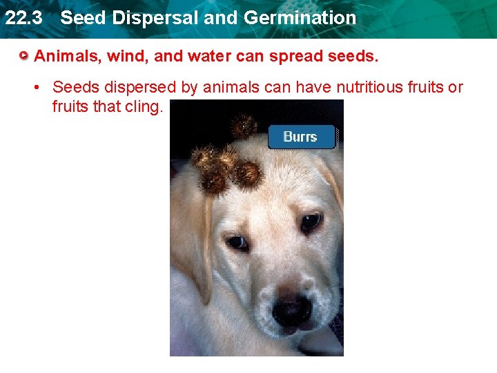 22. 3 Seed Dispersal and Germination Animals, wind, and water can spread seeds. •