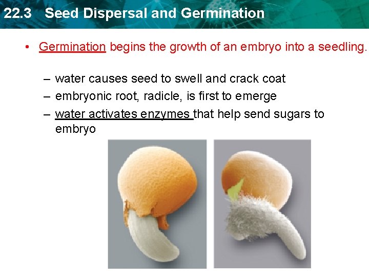 22. 3 Seed Dispersal and Germination • Germination begins the growth of an embryo