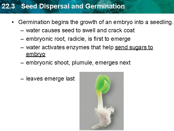 22. 3 Seed Dispersal and Germination • Germination begins the growth of an embryo