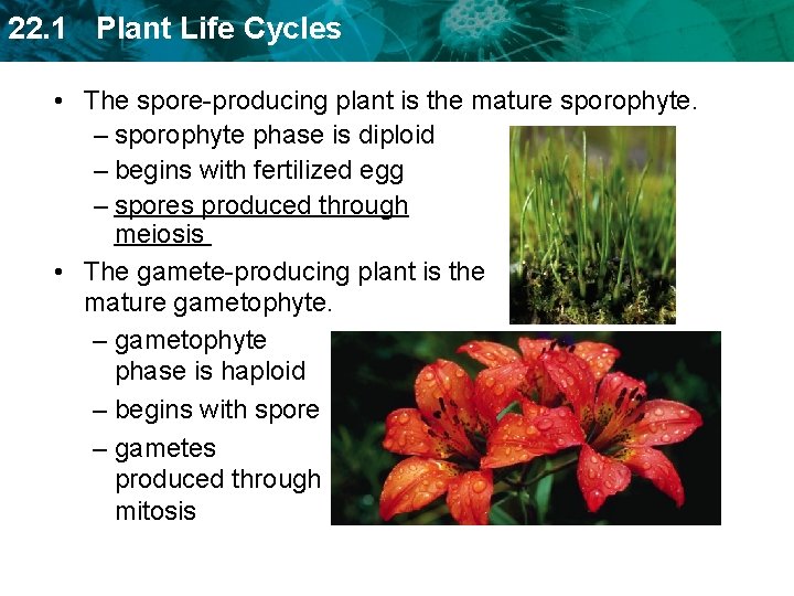 22. 1 Plant Life Cycles • The spore-producing plant is the mature sporophyte. –