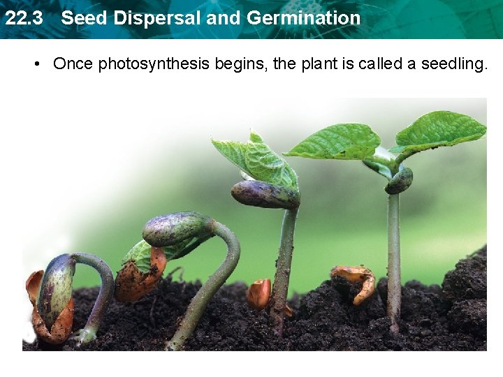 22. 3 Seed Dispersal and Germination • Once photosynthesis begins, the plant is called