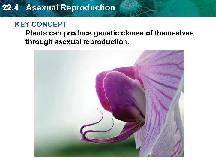 22. 4 Asexual Reproduction KEY CONCEPT Plants can produce genetic clones of themselves through