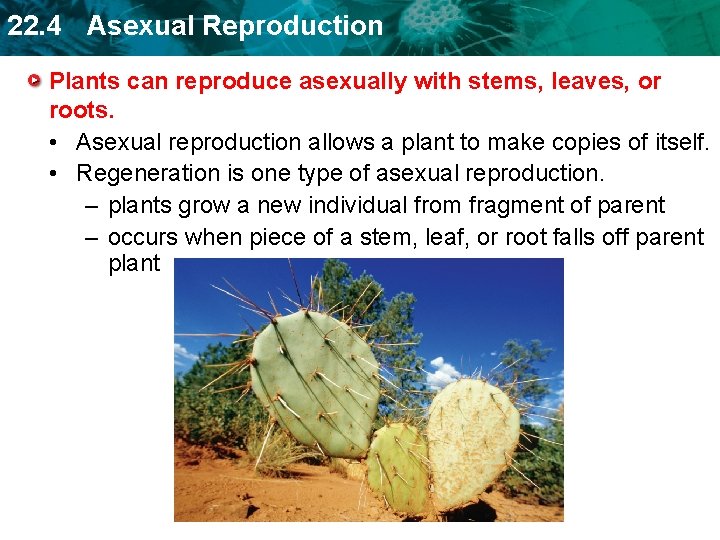 22. 4 Asexual Reproduction Plants can reproduce asexually with stems, leaves, or roots. •