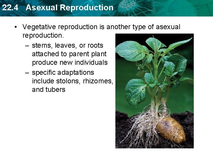 22. 4 Asexual Reproduction • Vegetative reproduction is another type of asexual reproduction. –