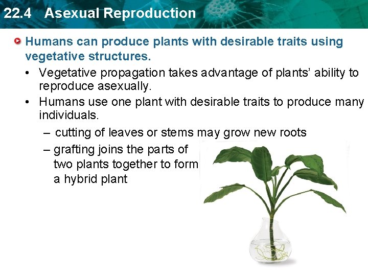 22. 4 Asexual Reproduction Humans can produce plants with desirable traits using vegetative structures.