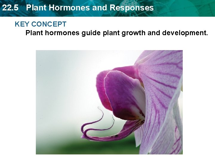 22. 5 Plant Hormones and Responses KEY CONCEPT Plant hormones guide plant growth and