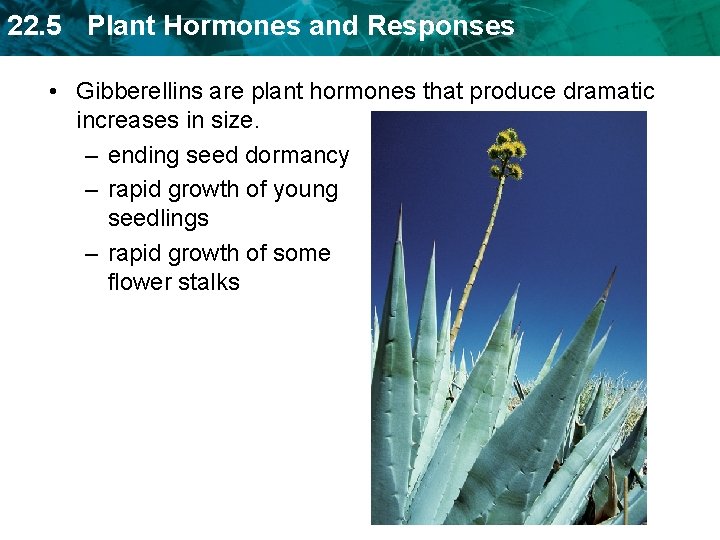 22. 5 Plant Hormones and Responses • Gibberellins are plant hormones that produce dramatic