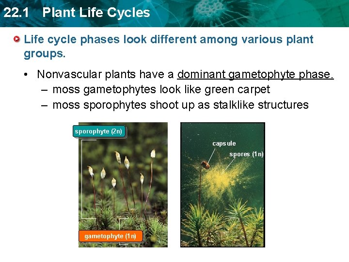 22. 1 Plant Life Cycles Life cycle phases look different among various plant groups.