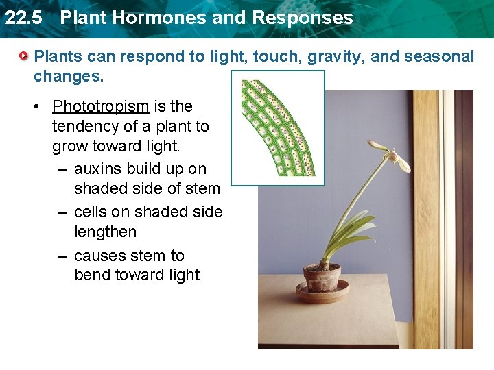 22. 5 Plant Hormones and Responses Plants can respond to light, touch, gravity, and