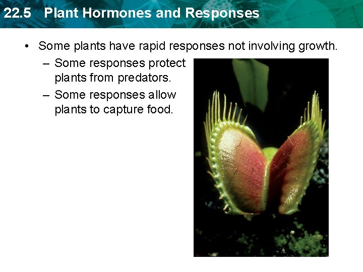 22. 5 Plant Hormones and Responses • Some plants have rapid responses not involving