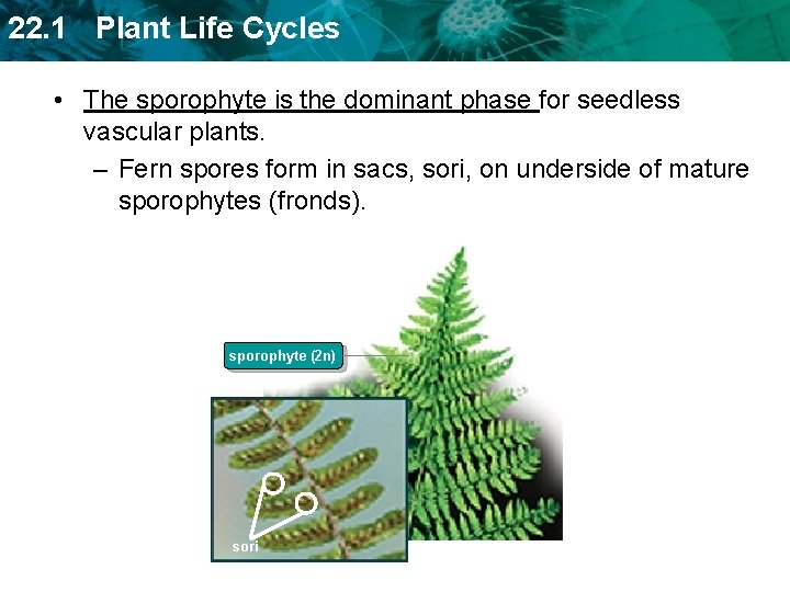 22. 1 Plant Life Cycles • The sporophyte is the dominant phase for seedless