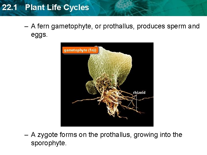 22. 1 Plant Life Cycles – A fern gametophyte, or prothallus, produces sperm and