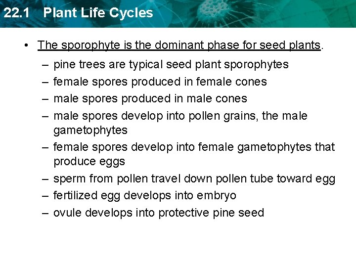 22. 1 Plant Life Cycles • The sporophyte is the dominant phase for seed