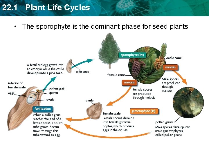 22. 1 Plant Life Cycles • The sporophyte is the dominant phase for seed