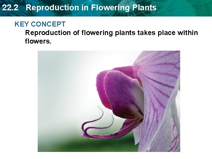 22. 2 Reproduction in Flowering Plants KEY CONCEPT Reproduction of flowering plants takes place