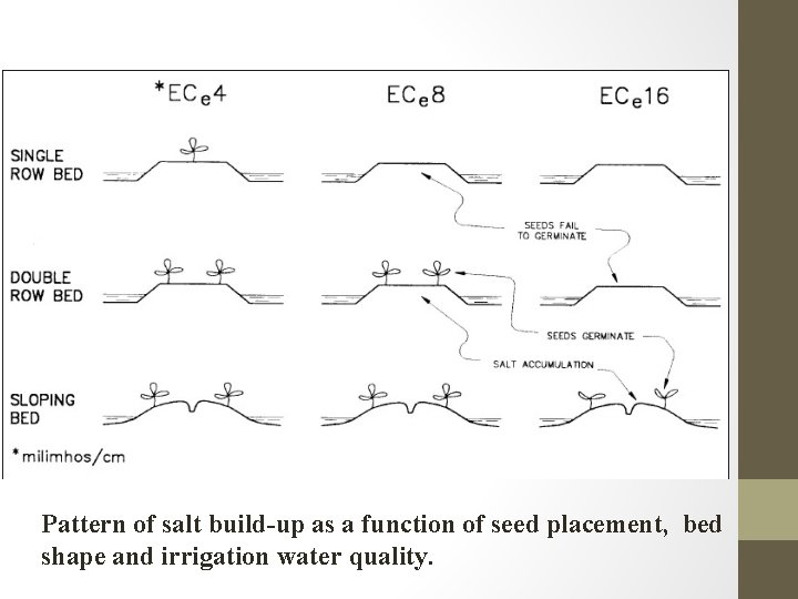 Pattern of salt build-up as a function of seed placement, bed shape and irrigation