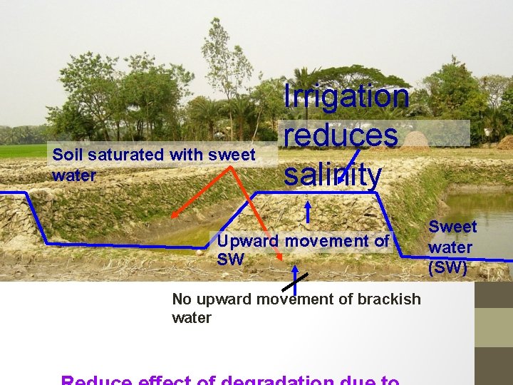 Soil saturated with sweet water Irrigation reduces salinity Upward movement of SW No upward