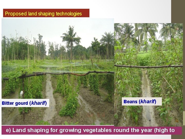 Proposed land shaping technologies Bitter gourd (kharif) Beans (kharif) e) Land shaping for growing