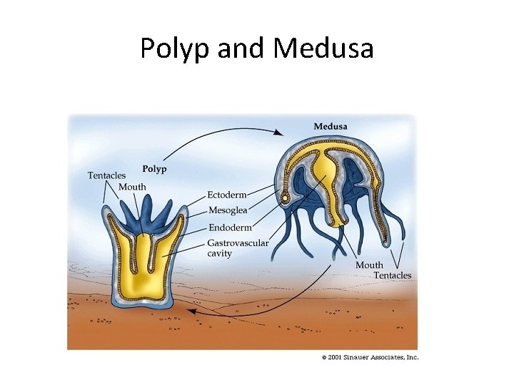 Polyp and Medusa 