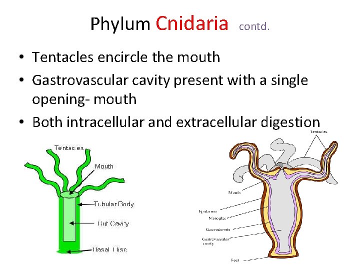 Phylum Cnidaria contd. • Tentacles encircle the mouth • Gastrovascular cavity present with a