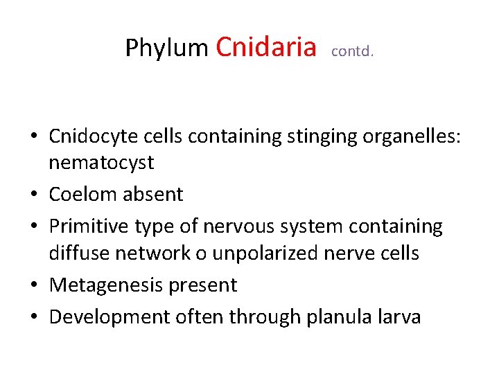 Phylum Cnidaria contd. • Cnidocyte cells containing stinging organelles: nematocyst • Coelom absent •