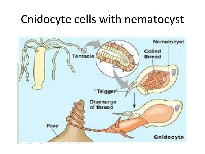 Cnidocyte cells with nematocyst 