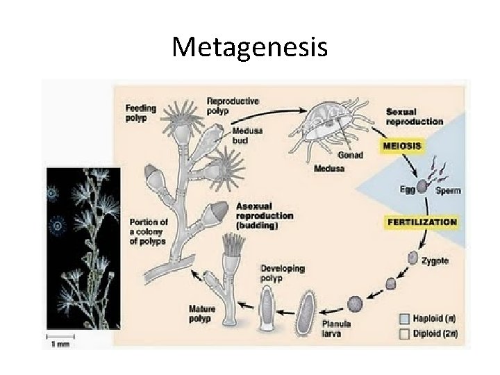 Metagenesis 