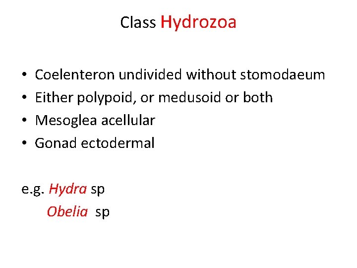 Class Hydrozoa • • Coelenteron undivided without stomodaeum Either polypoid, or medusoid or both
