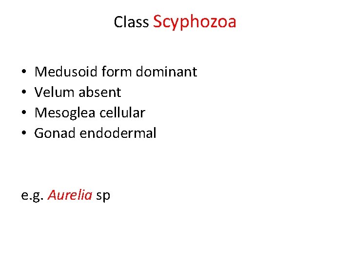 Class Scyphozoa • • Medusoid form dominant Velum absent Mesoglea cellular Gonad endodermal e.