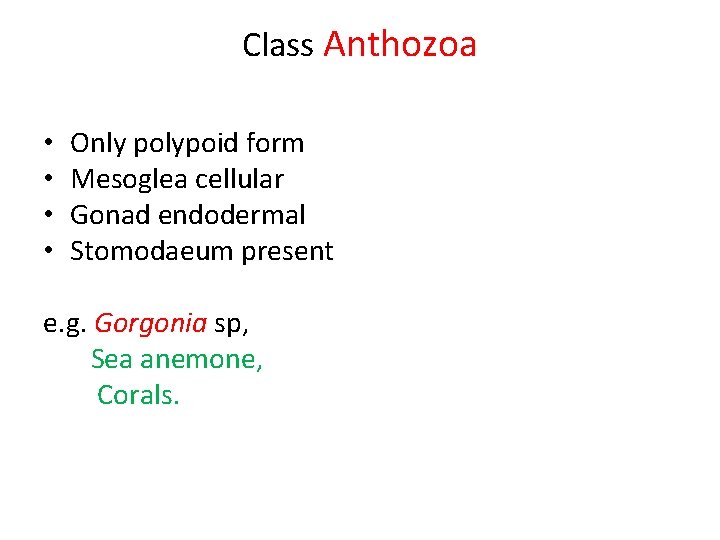 Class Anthozoa • • Only polypoid form Mesoglea cellular Gonad endodermal Stomodaeum present e.