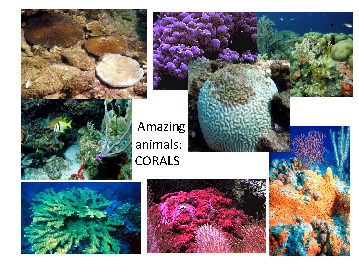 Amazing animals: CORALS 