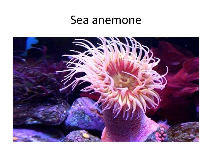 Sea anemone 