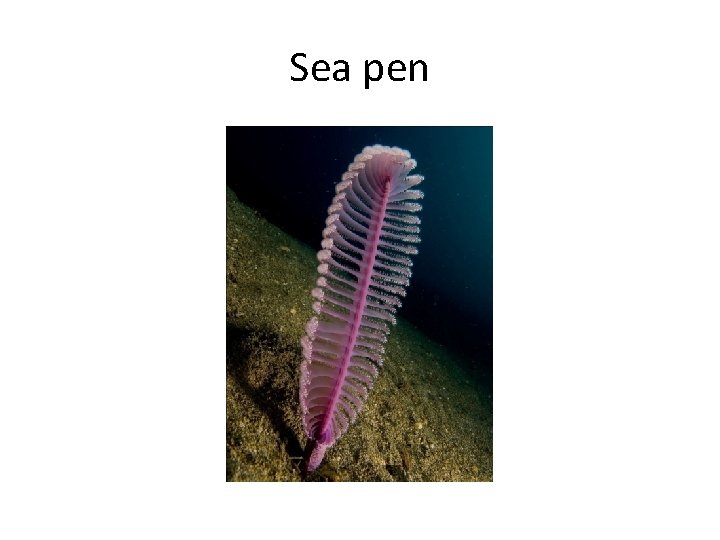 Sea pen 