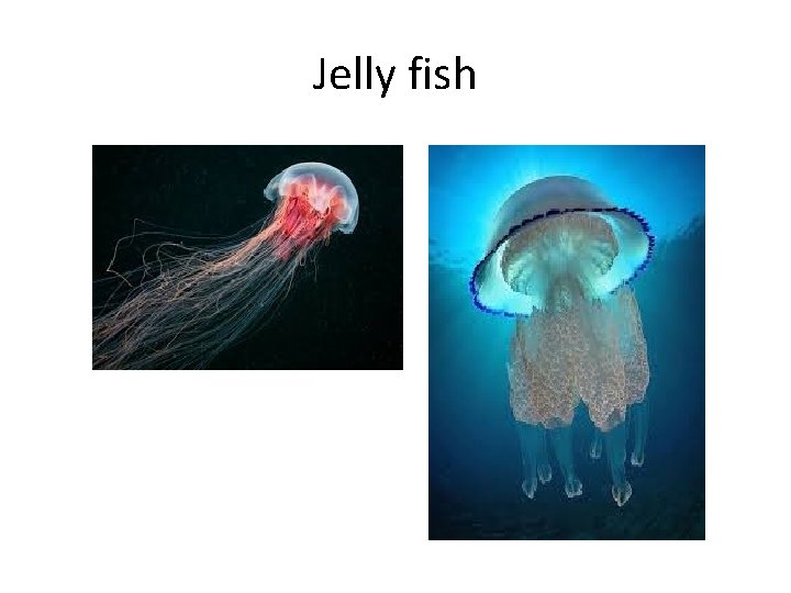 Jelly fish 