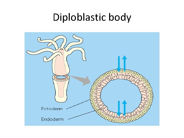 Diploblastic body 