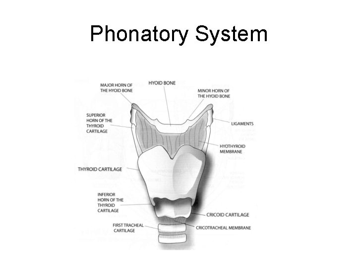 Phonatory System 