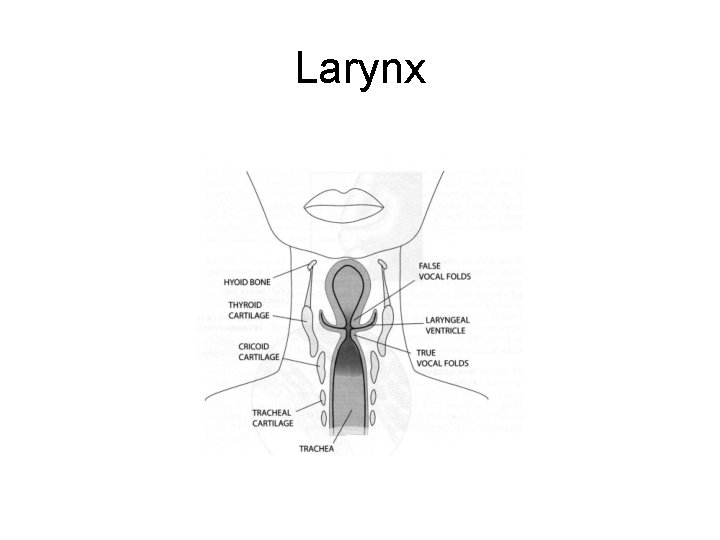 Larynx 