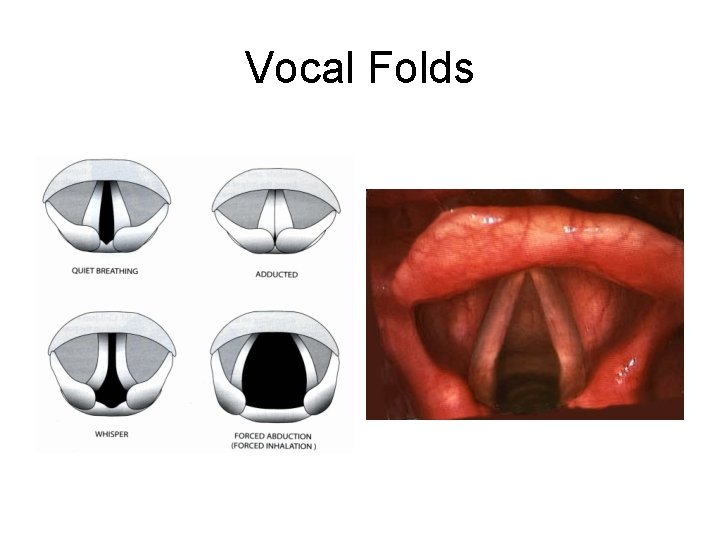 Vocal Folds 