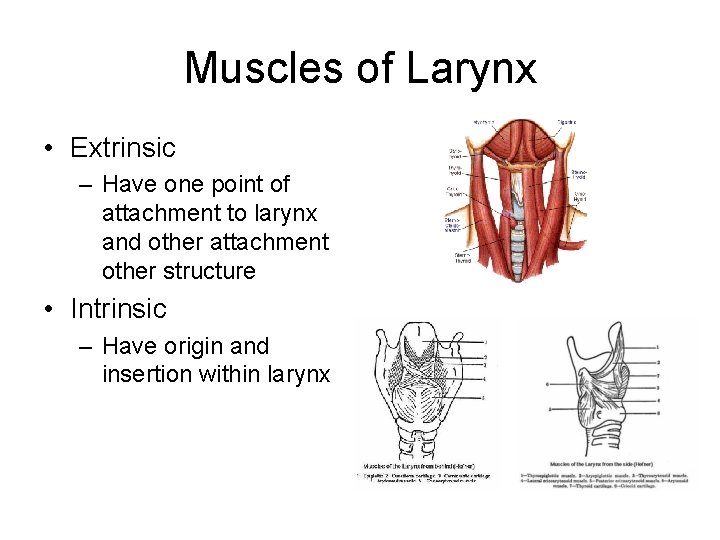 Muscles of Larynx • Extrinsic – Have one point of attachment to larynx and