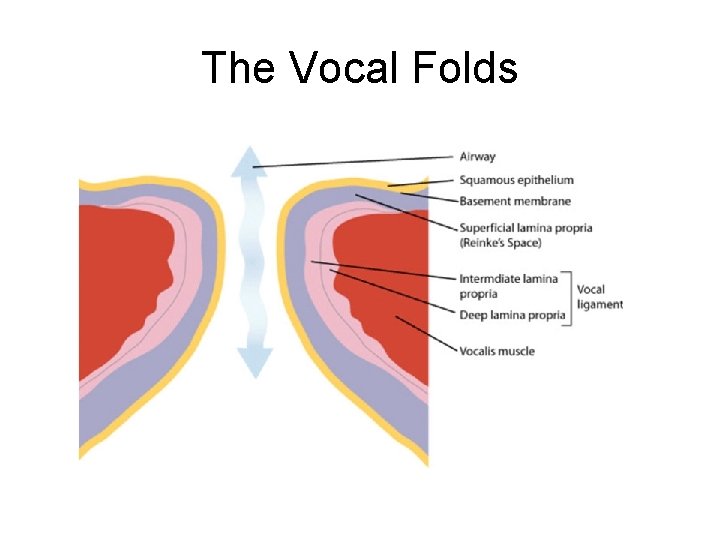 The Vocal Folds 