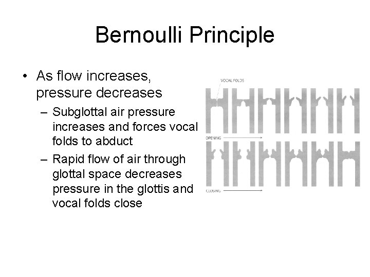 Bernoulli Principle • As flow increases, pressure decreases – Subglottal air pressure increases and