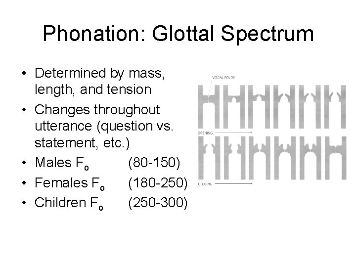 Phonation: Glottal Spectrum • Determined by mass, length, and tension • Changes throughout utterance