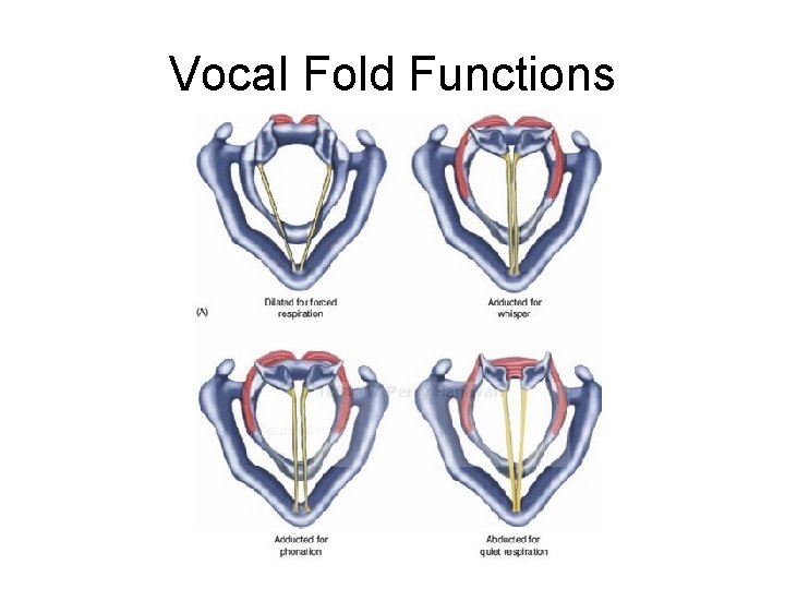 Vocal Fold Functions 