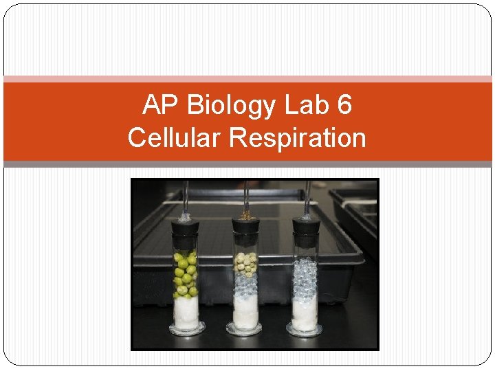 AP Biology Lab 6 Cellular Respiration 