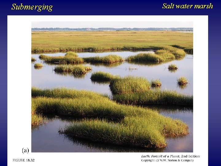 Submerging Salt water marsh 