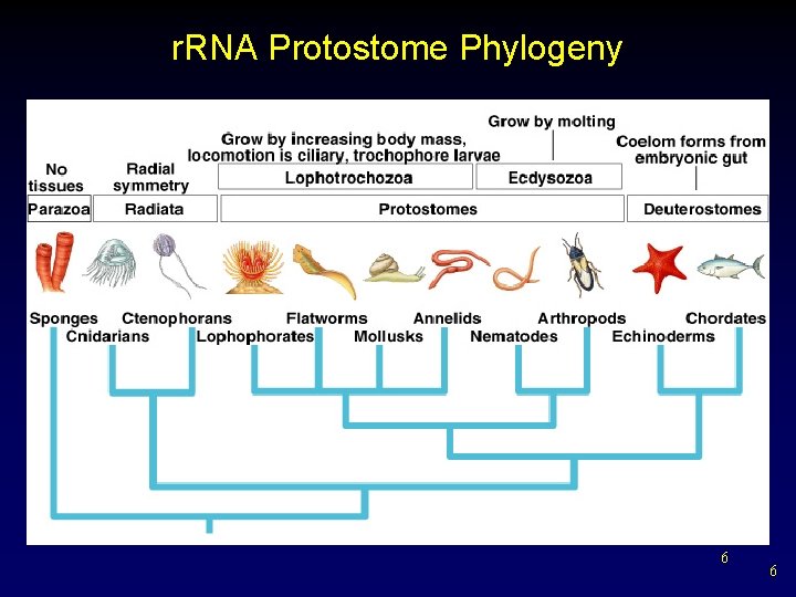 Protostomes Examples Noncoelomate Invertebrates Chapter 32 Outline Invertebrate Phylogeny ...