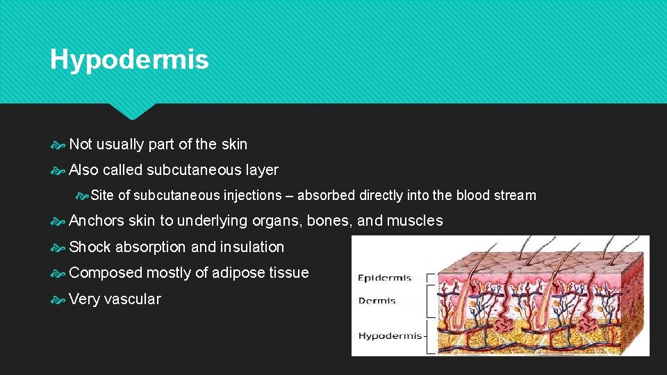 Unit 3 The Integumentary System The Integumentary System