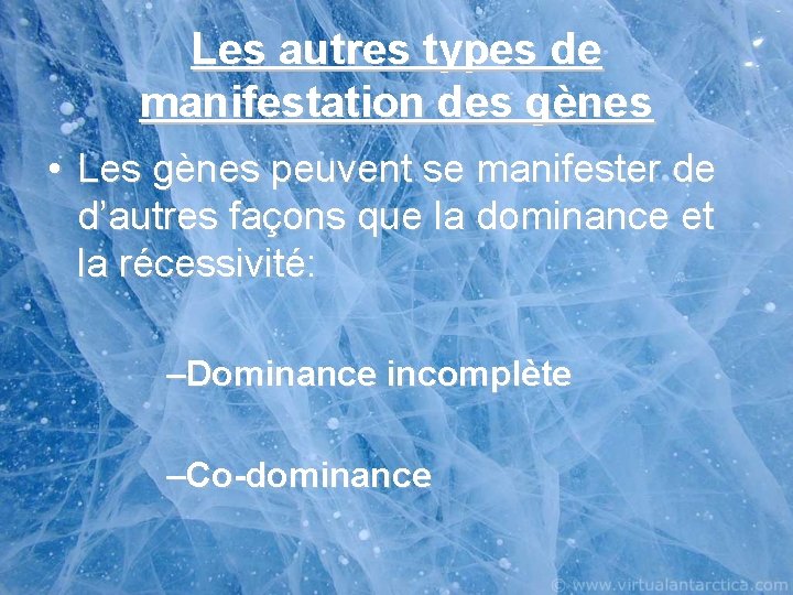 Les autres types de manifestation des gènes • Les gènes peuvent se manifester de