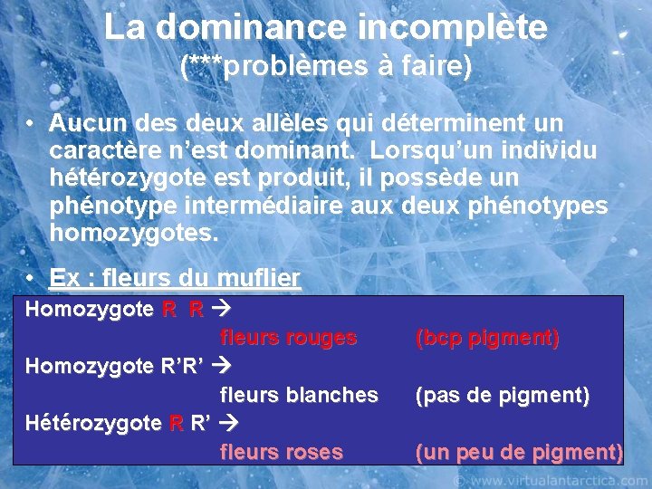 La dominance incomplète (***problèmes à faire) • Aucun des deux allèles qui déterminent un